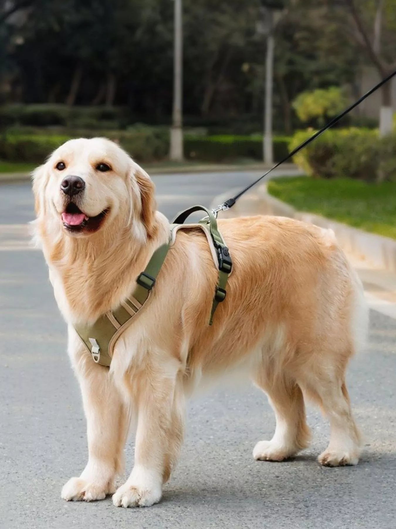 Adjustable pet harness in olive green, with front straps and leash attachment on dog