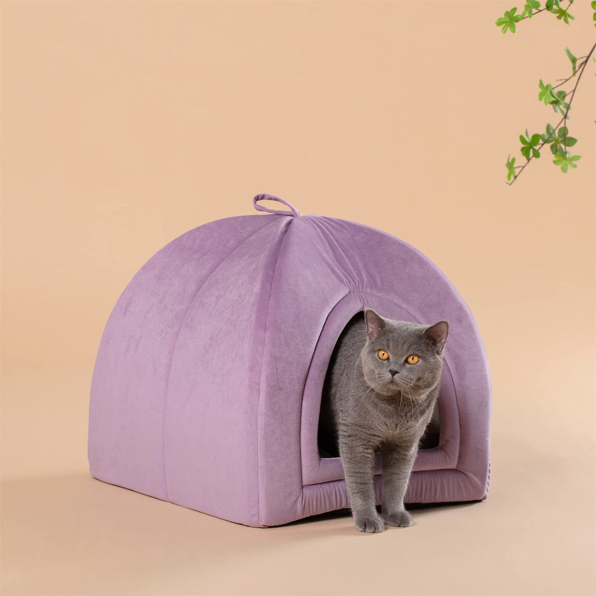 Purple soft cat bed cushion with arched doorway; cat sitting inside the pet house