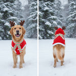 Pet sweater with hood, red knit with green stripe and candy-cane pattern, four-leg design