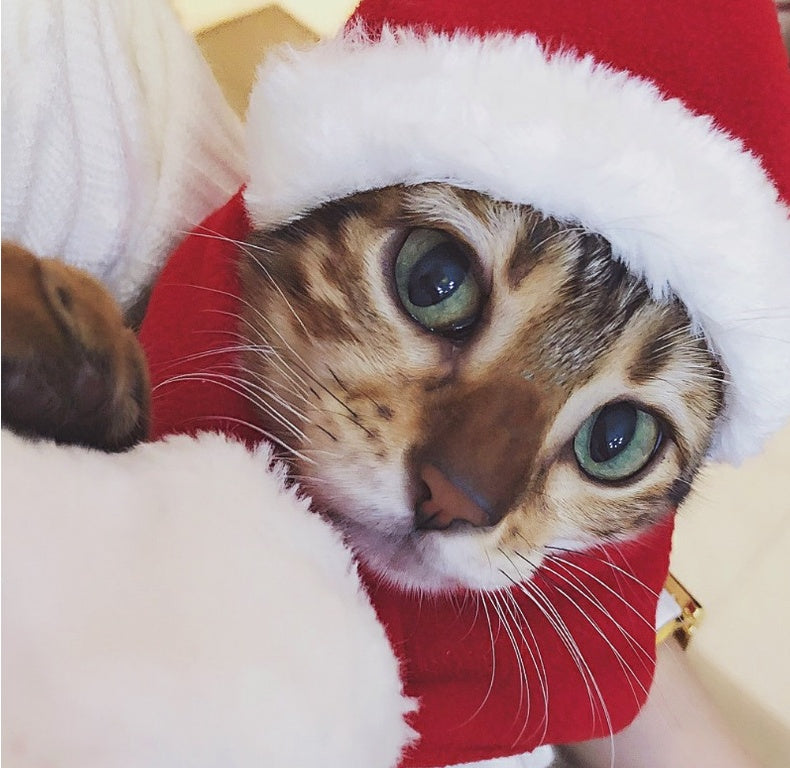 Tabby cat close-up wearing a red Santa hat with white trim and a red scarf