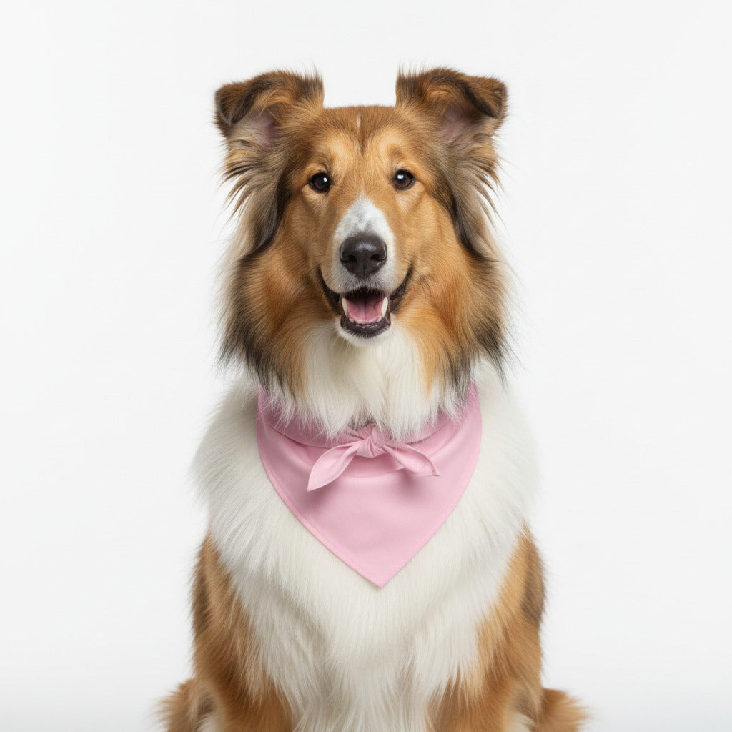Dog pet bandana with light pink triangle bib on white and tan dog