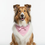 Dog pet bandana with light pink triangle bib on white and tan dog