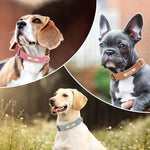 Dog collars on multiple dogs, each with engraved ID plate and metal buckle