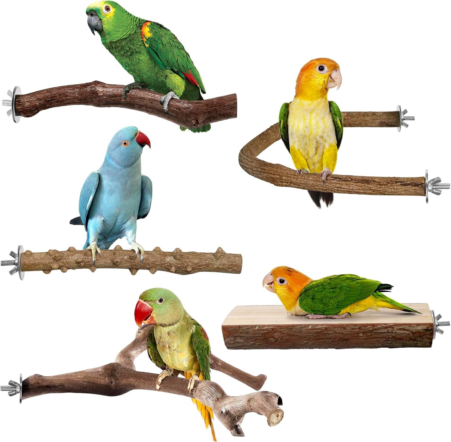 Natural wood bird perch set with four branch perches and metal bar mounts, birds perched