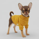 Mustard ribbed turtleneck sweater for small dogs on a Chihuahua/Yorkie