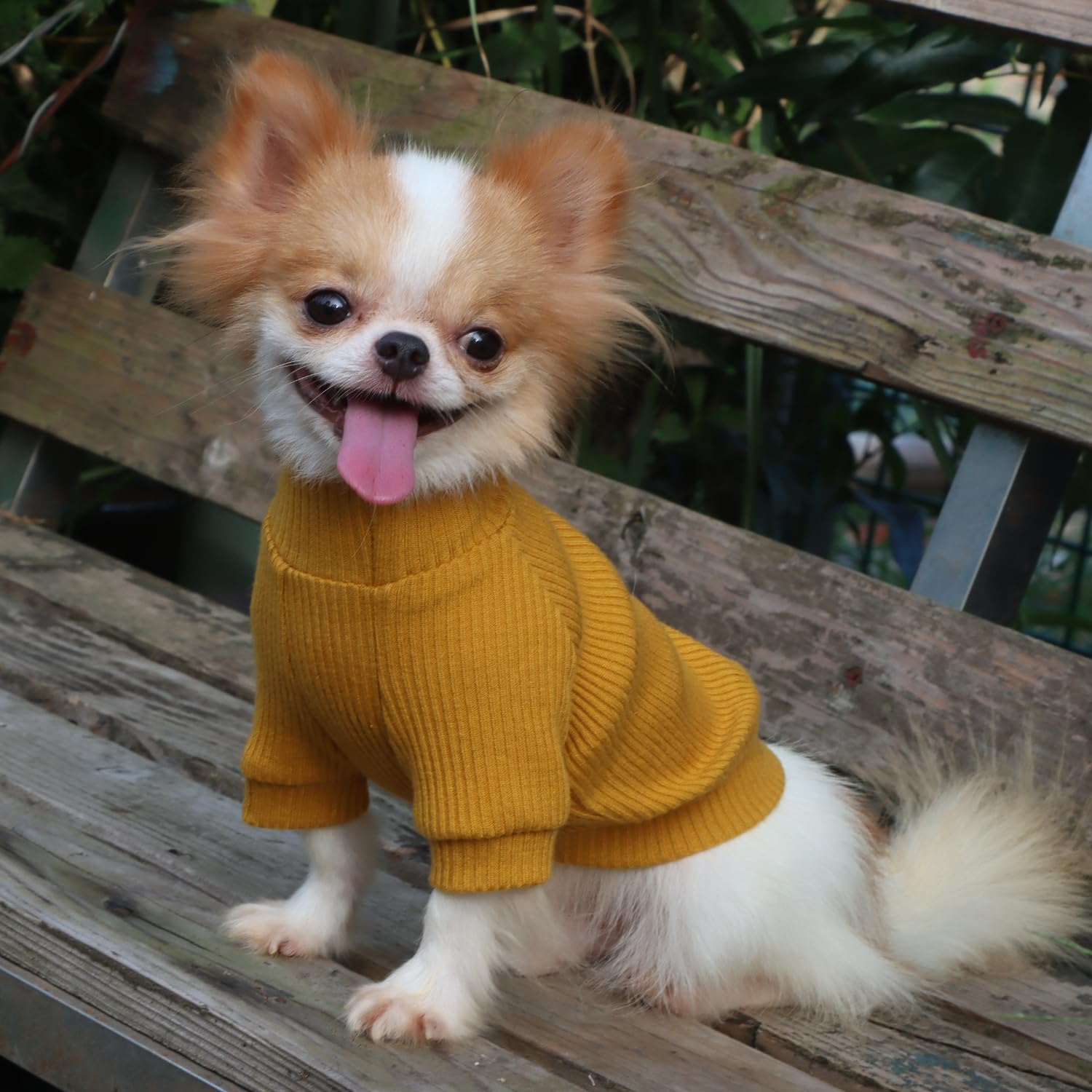 Mustard ribbed turtleneck dog sweater, small breed wearing the garment