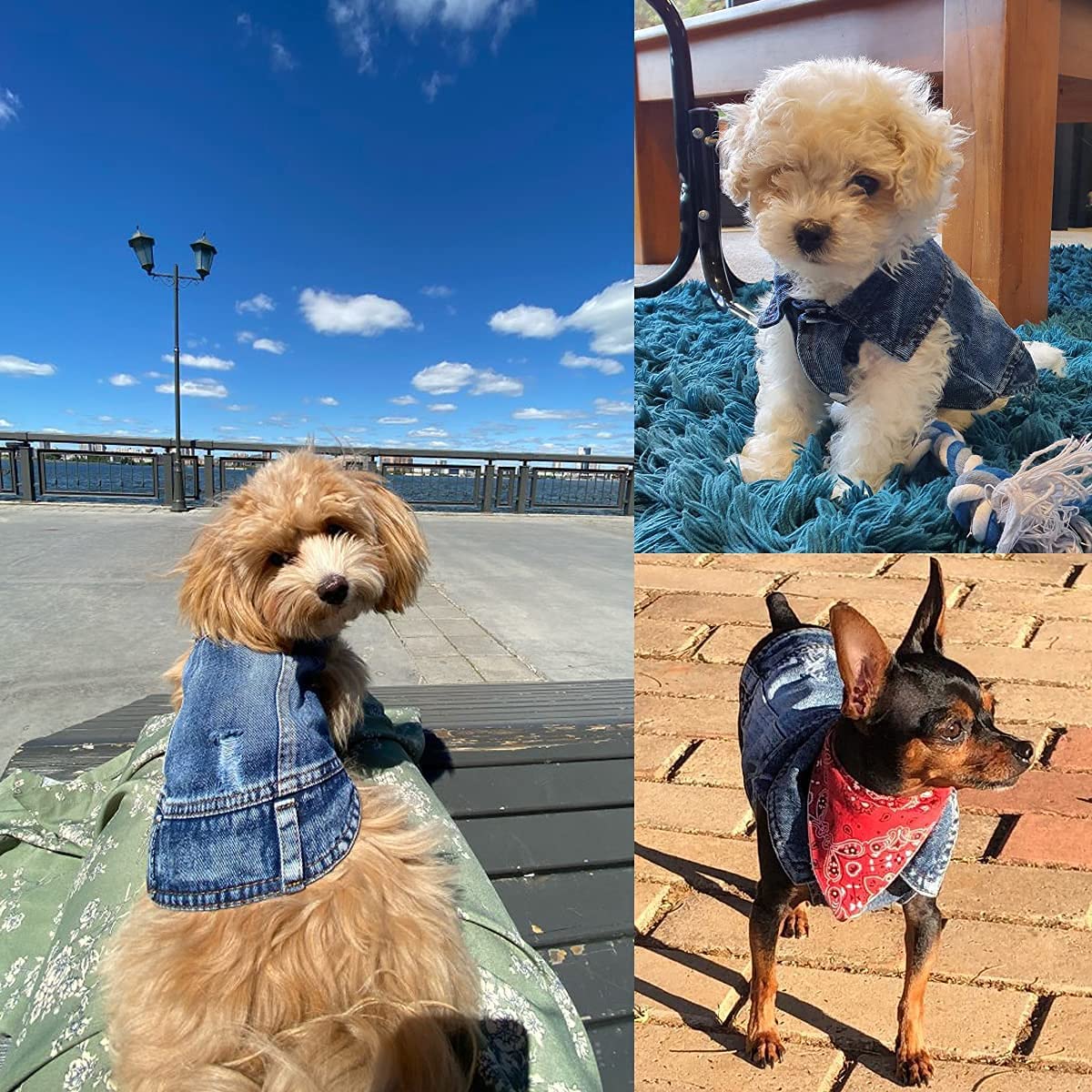 Blue denim pet jacket with frayed edges and button front, worn by a small dog