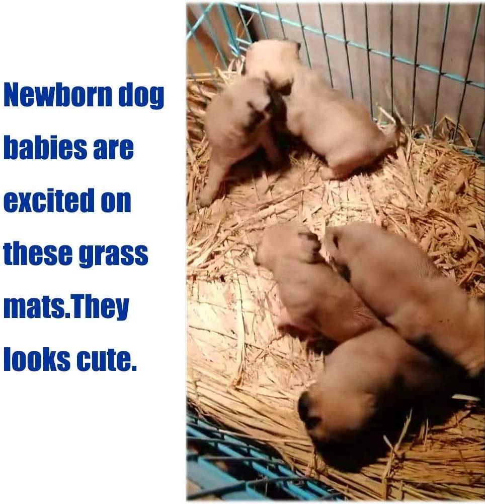 Small puppies on woven grass pet mats inside a pen