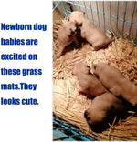 Small puppies on woven grass pet mats inside a pen