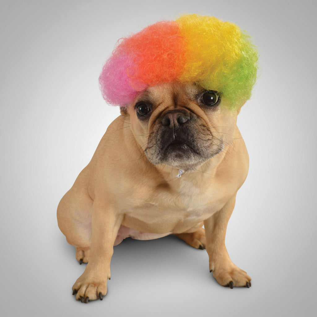 Rainbow afro pet wig with fluffy curly hair on small dog, front view