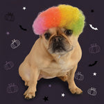 Rainbow afro pet wig, fluffy multicolor curls on dog head, close front