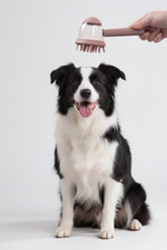 Pet bath brush with massage comb, held above black-and-white dog