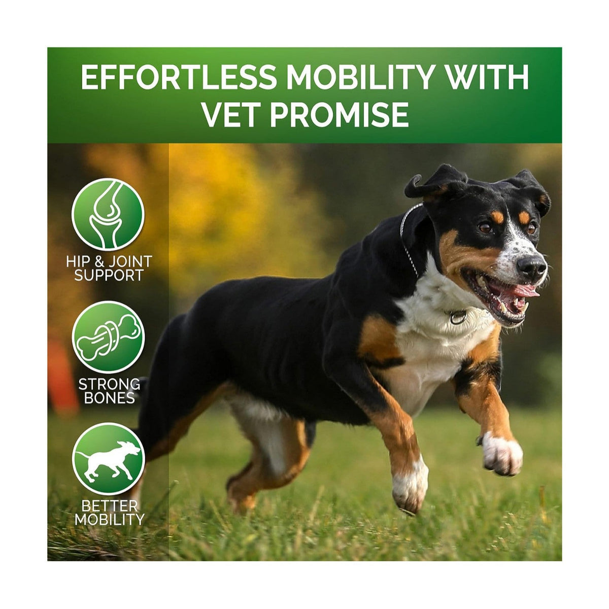 Pet hip and joint support soft chews graphic featuring a running dog