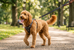 Dog denim harness with blue leash and multicolor trim, adjustable straps and D-ring