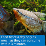 Tropical aquarium fish swimming near plants, side view