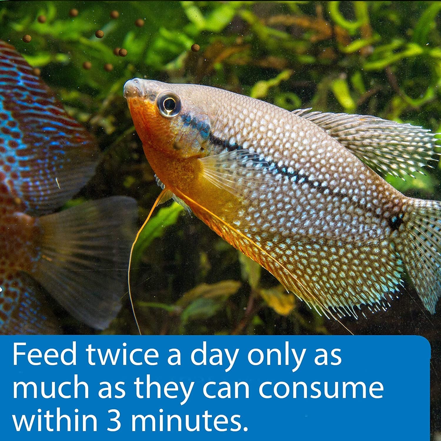 Tropical aquarium fish swimming near plants, side view