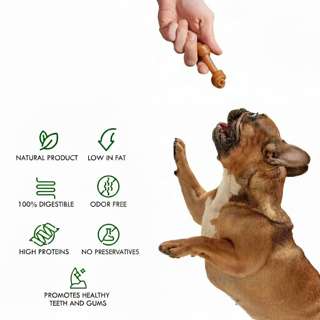 Bone-shaped dog chew held by hand above a sitting brown dog
