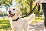 Black dog collar and leash with metal ring clasp on a dog outdoors