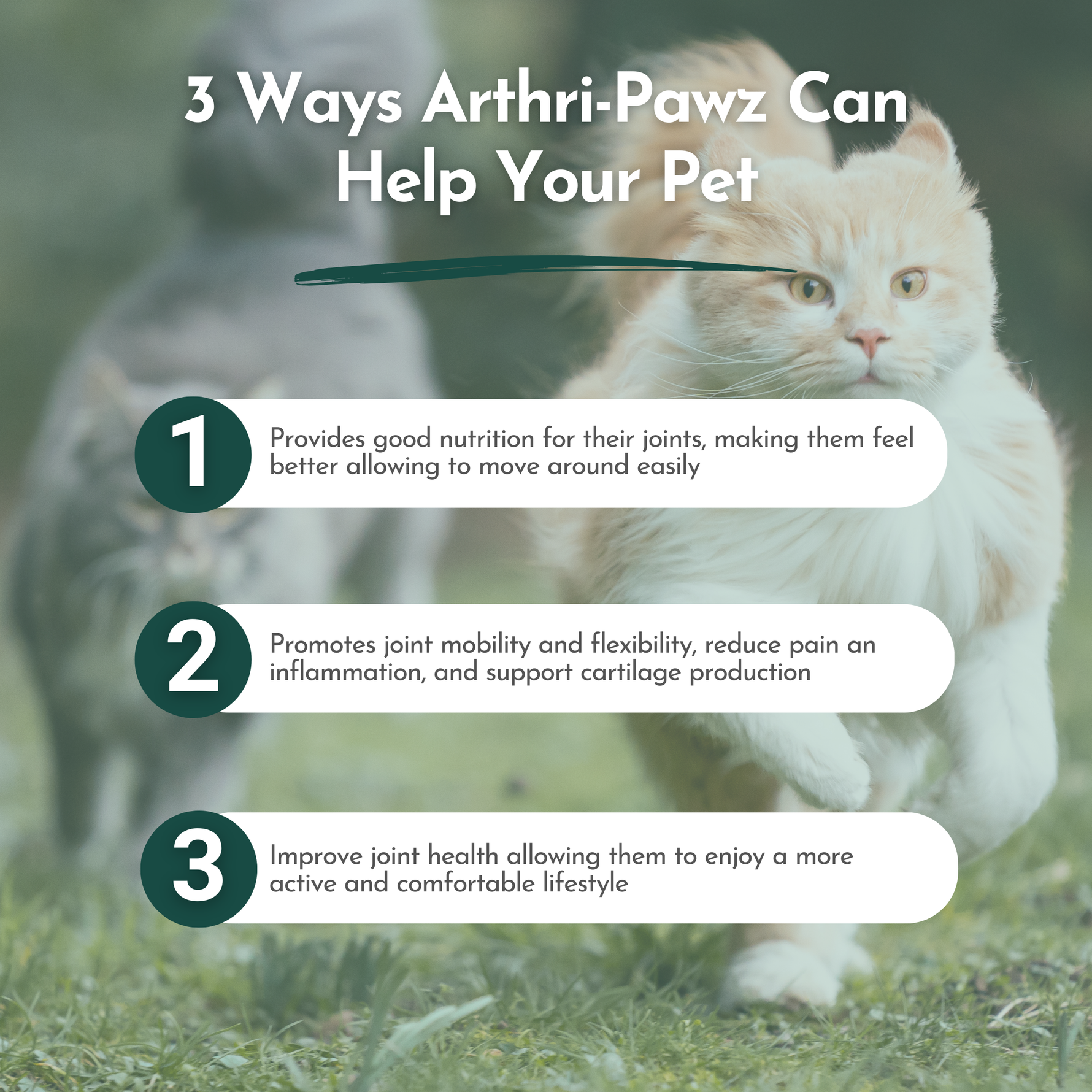 Cat with joint-support infographic showing three benefit callouts
