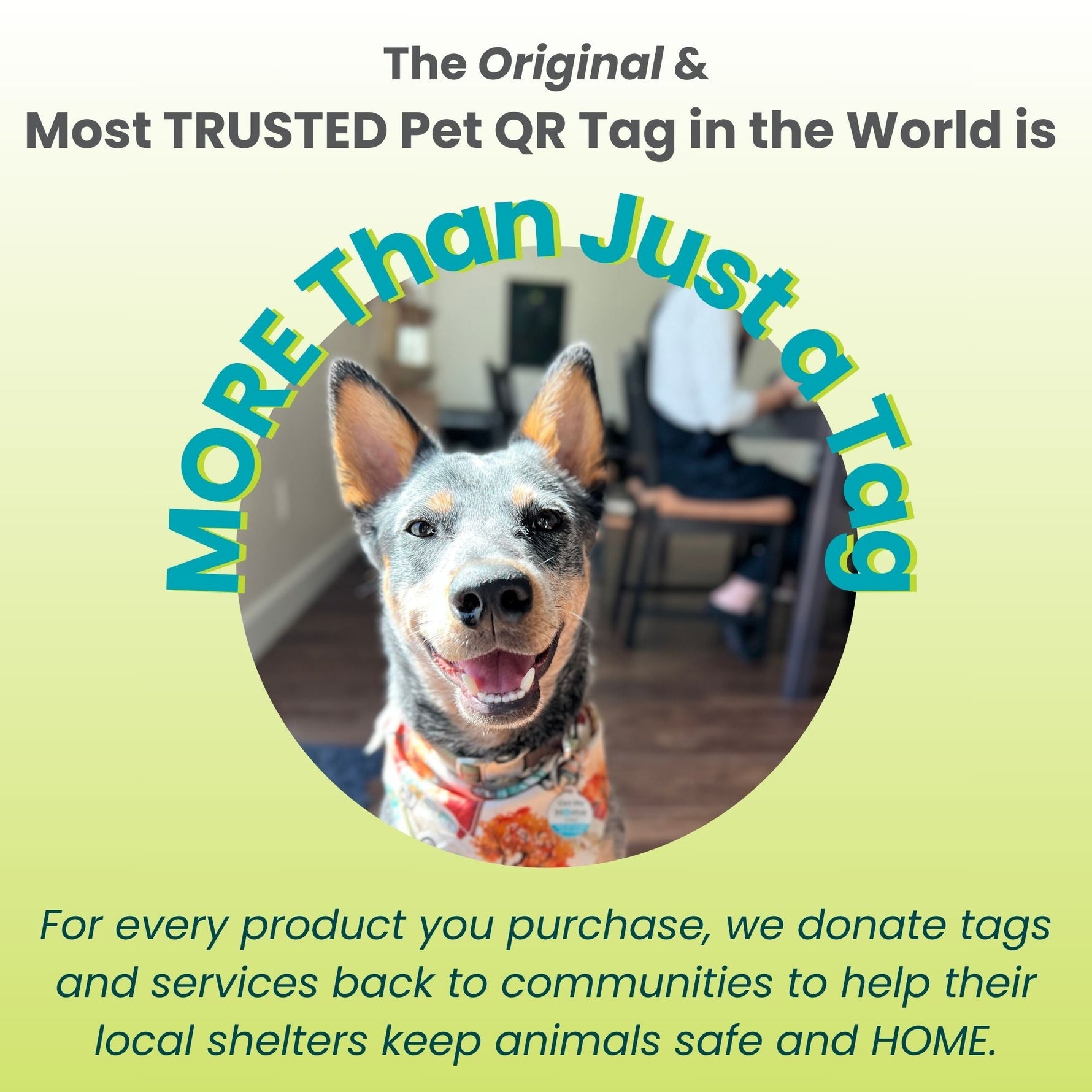 PetHub graphic with dog photo and More Than Just a Tag text