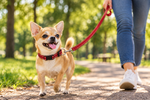 Red dog collar with matching leash while a dog walks outdoors