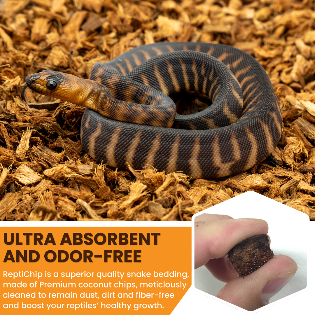 Coiled snake on coconut chip reptile bedding with close-up pinch of substrate
