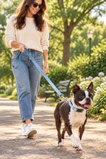 Blue dog collar and leash set on a small brown-and-white dog