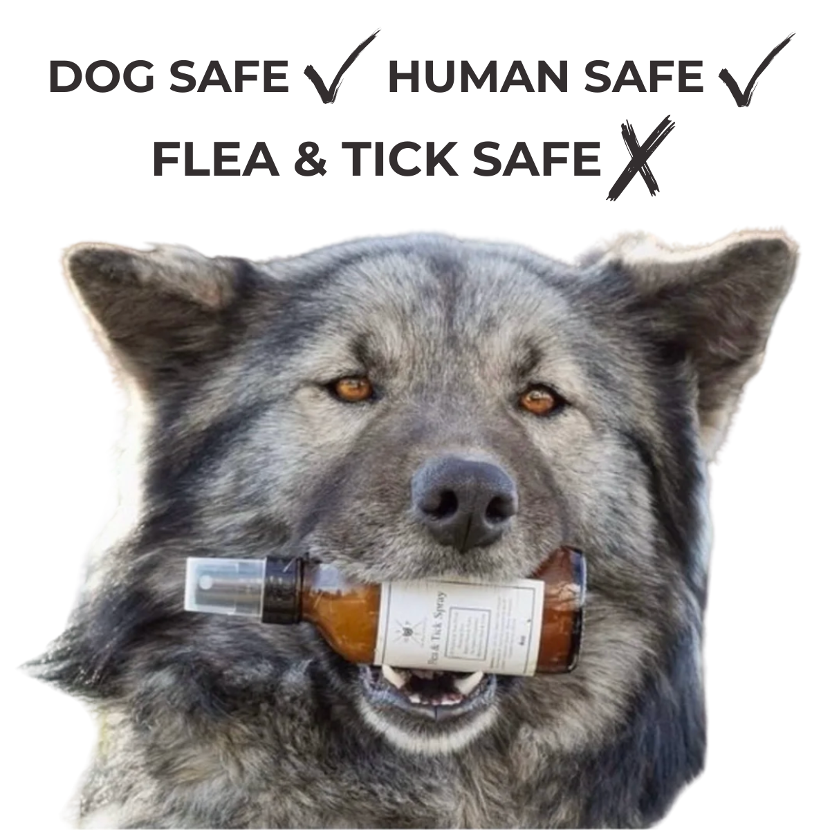 Dog with an amber flea and tick spray bottle and mist nozzle, label visible