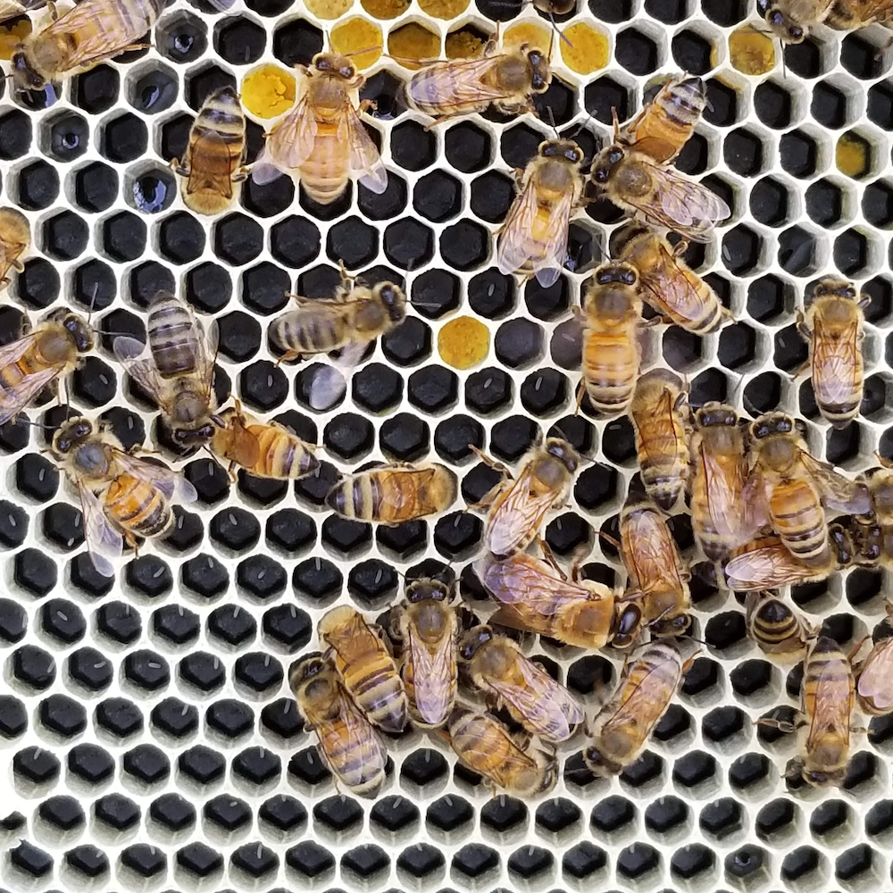 Bees on hexagonal wax cells across a textured foundation surface
