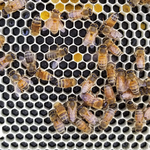 Bees on hexagonal wax cells across a textured foundation surface