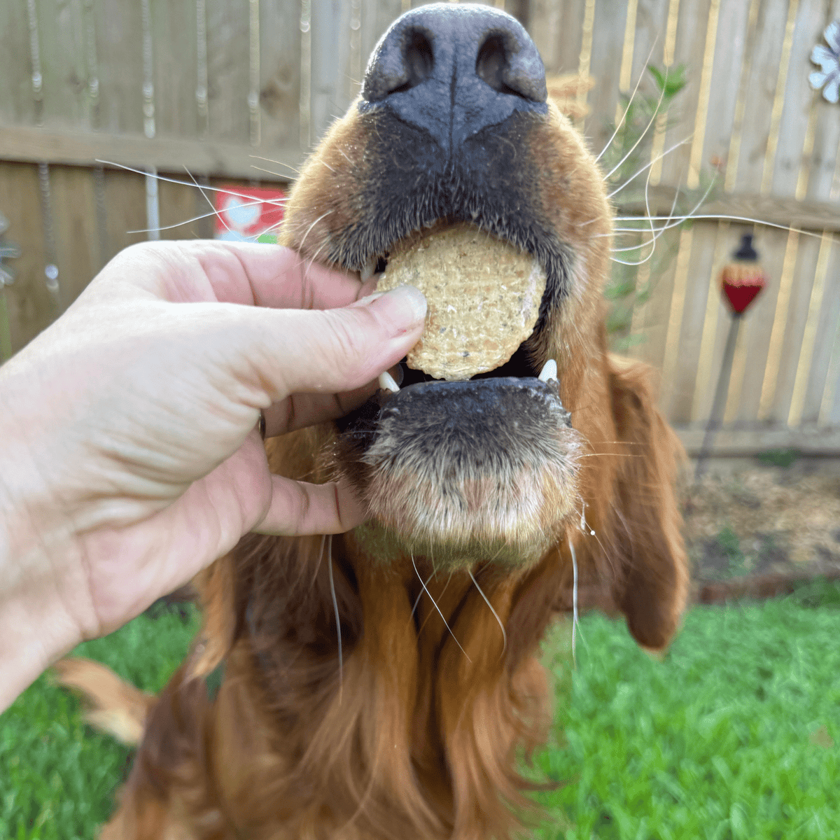 Dog getting a fish chips treat from a hand; round beige cookie held near muzzle
