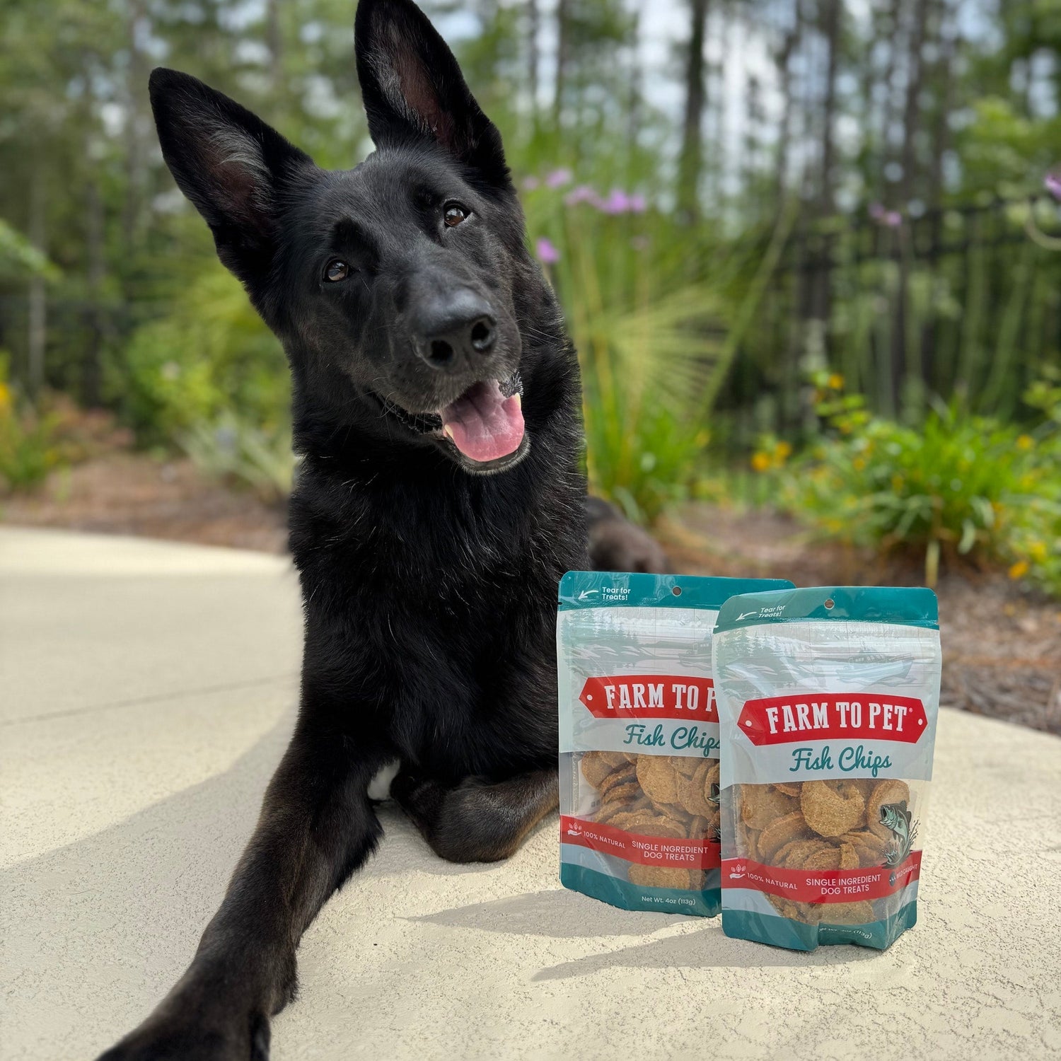 Black dog near fish chips dog treat bags with several round beige treat pieces