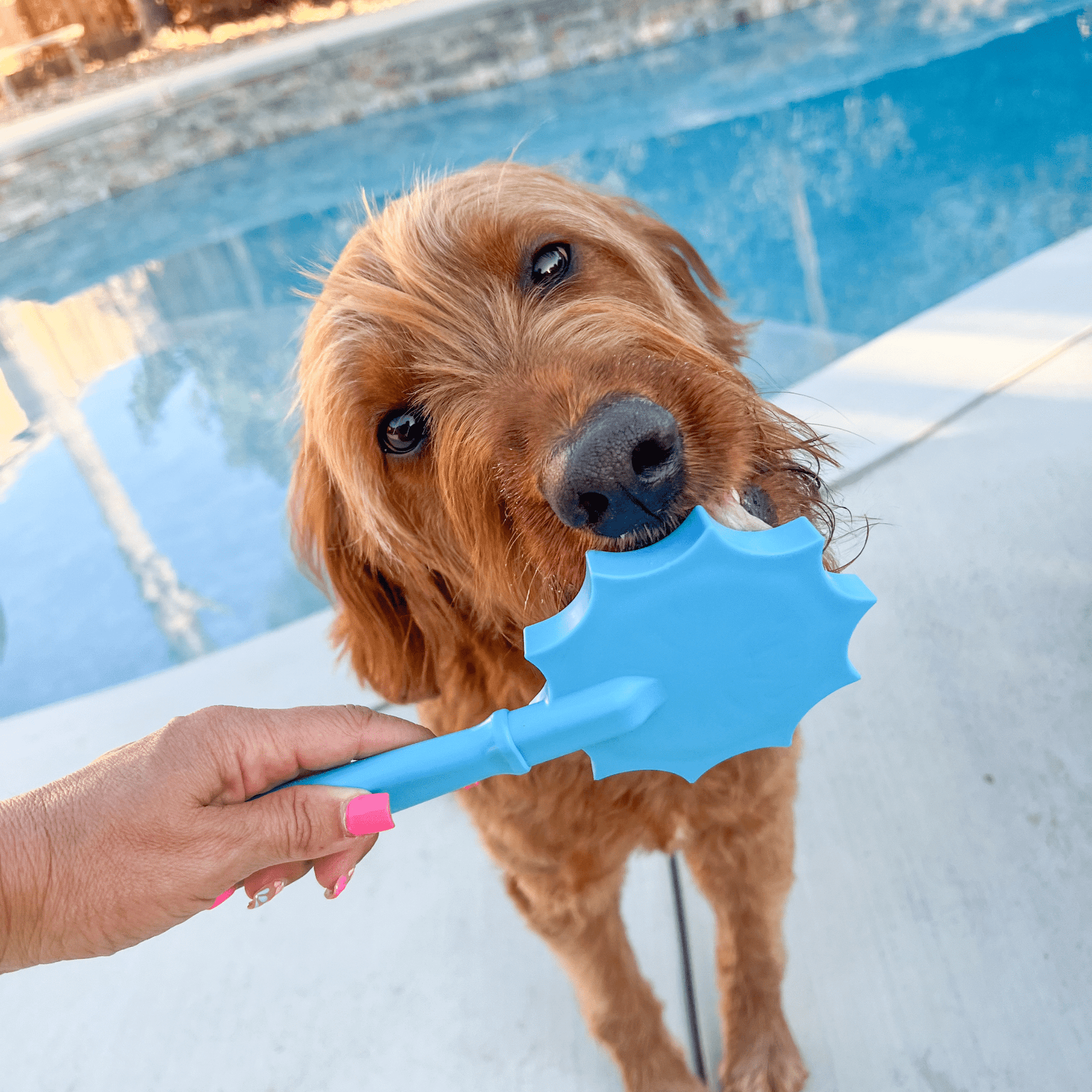 Blue flower-shaped dog lick toy near a brown dog’s mouth.