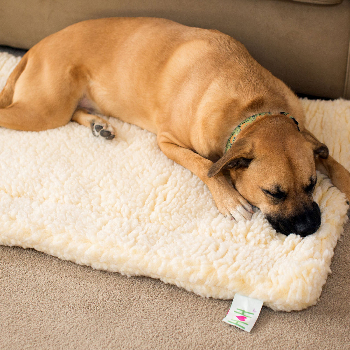 Natural/cream plush mat pet bed with raised border, tan dog sleeping on top