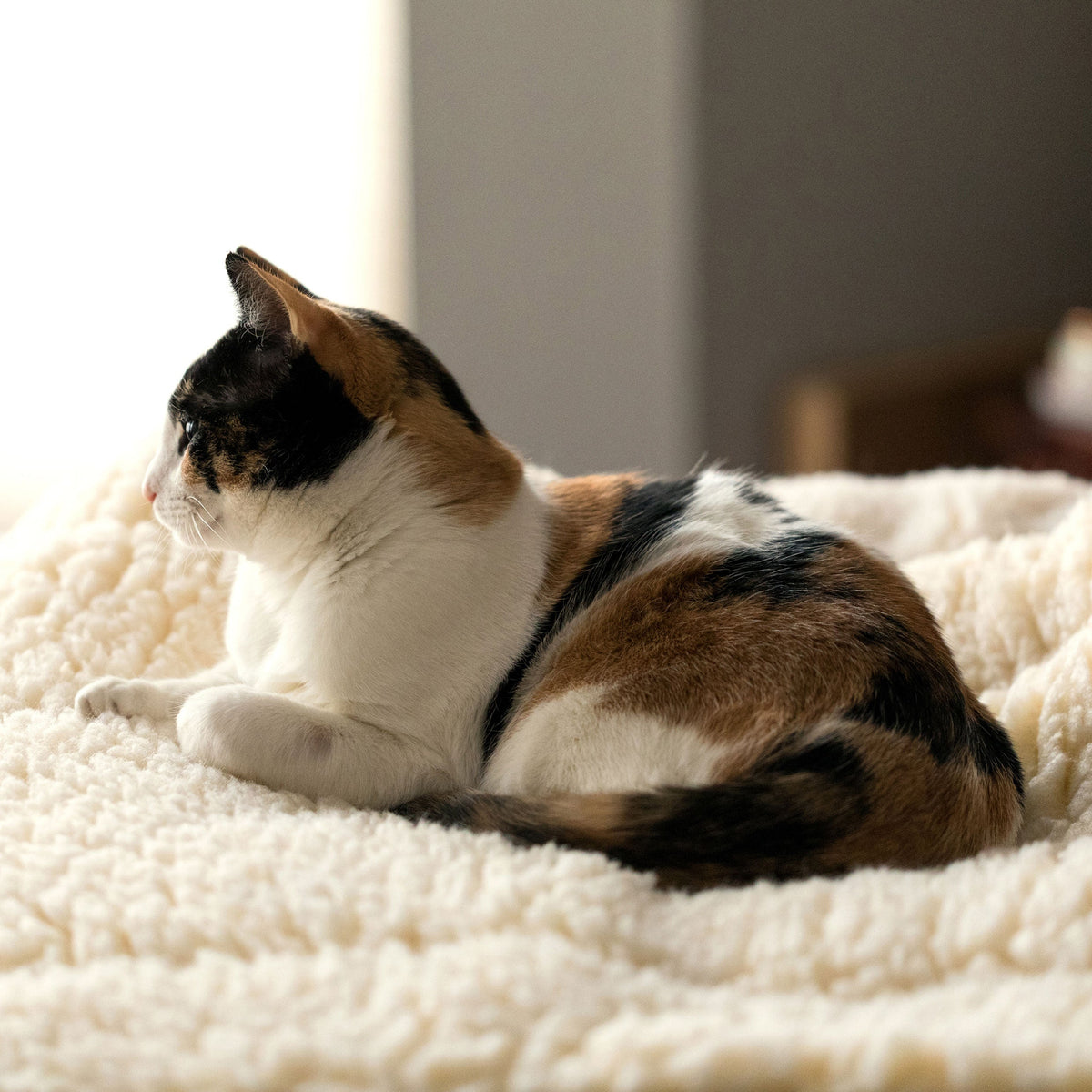 Natural/cream plush mat pet bed with raised border, cat resting on it