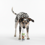 Pet oral care gel bottle with mint flavor, in front of a standing dog.