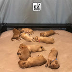 Tan quilted pet mat with multiple dogs resting on it