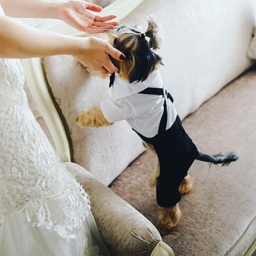 White and black dog costume shirt with bow and matching black pants