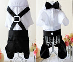 White and black pet suit with black bow tie and X-back harness strap