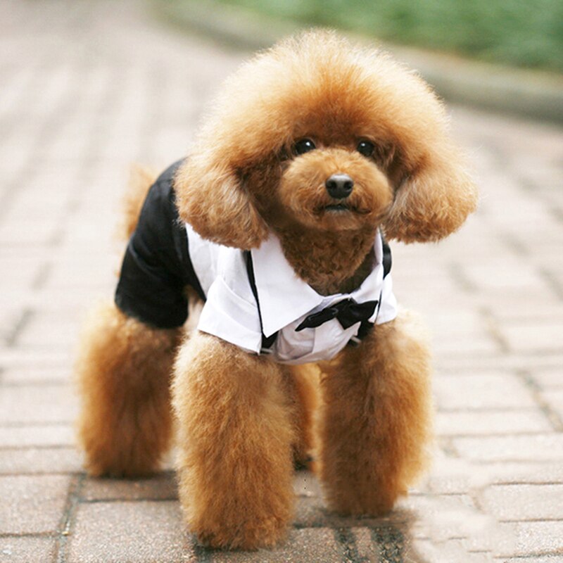 White pet shirt with black sleeves and black bow tie, tuxedo-style outfit