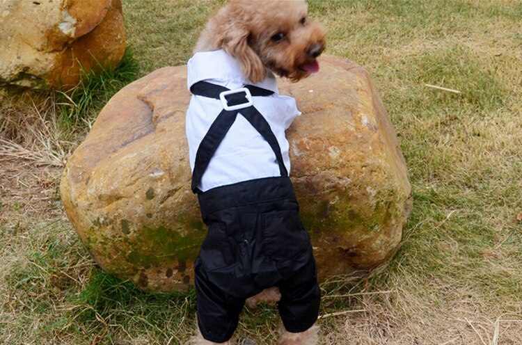 Black pet overalls with white shirt and black bow tie, adjustable strap look