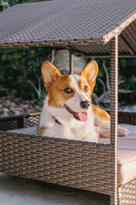 Pet cabana bed with dark wicker sides and beige cushion, dog lying inside