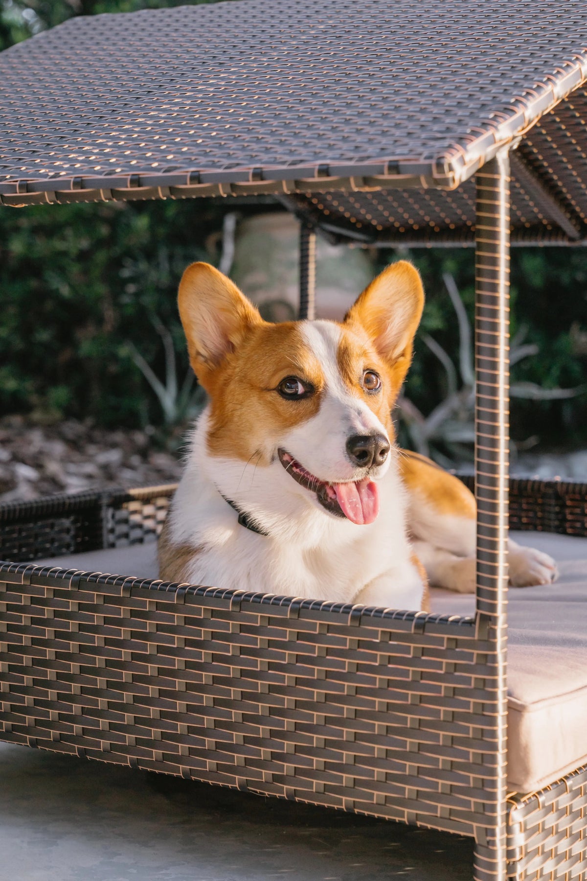 Pet cabana bed with dark wicker sides and beige cushion, dog lying inside