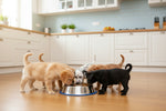 Three dogs eating from stainless steel slow-feed bowl with blue silicone base indoors