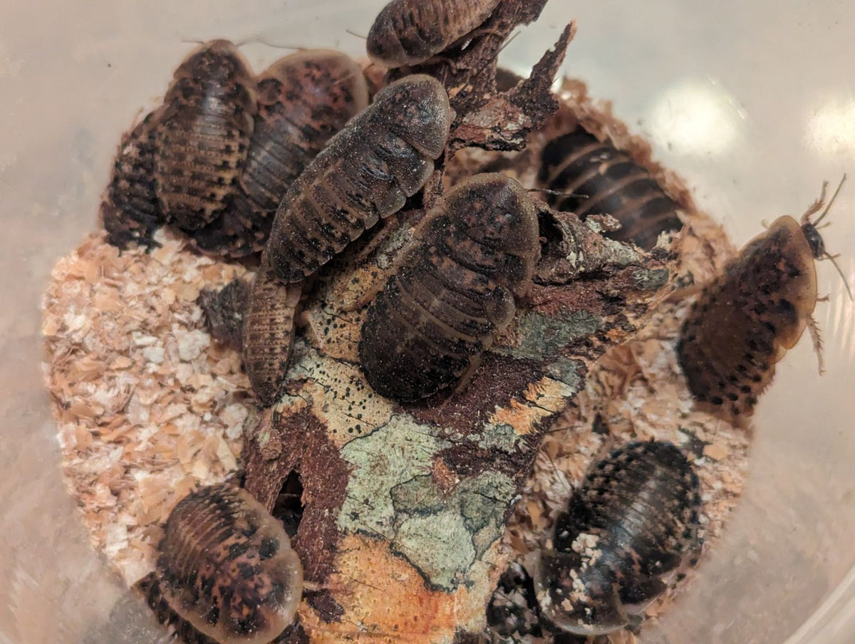 Dark dubia roaches on substrate, rough segmented bodies with antennae