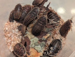 Dark dubia roaches on substrate, rough segmented bodies with antennae
