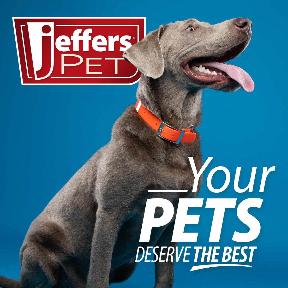 Dog wearing orange collar with Jeffer's PET logo and “Your Pets” text
