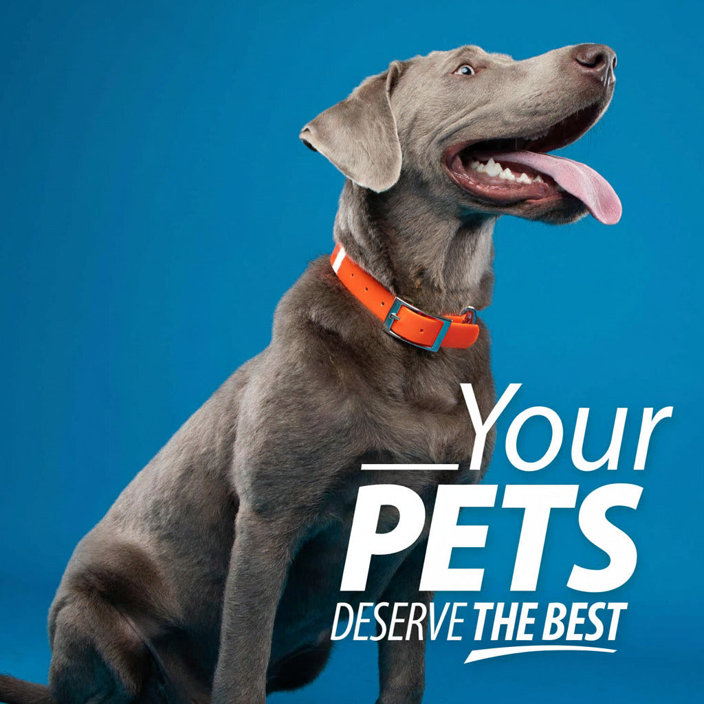 Dog wearing an orange collar with mouth open