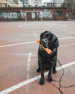 Dog holding orange Jolly Bone floating toy in mouth