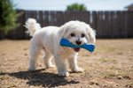 Dog holding blue Jolly Bone floating toy in its mouth